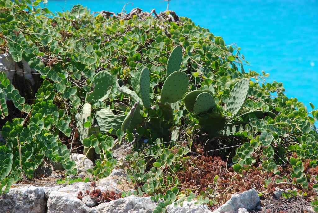 Hotel Il Portico Favignana Bagian luar foto